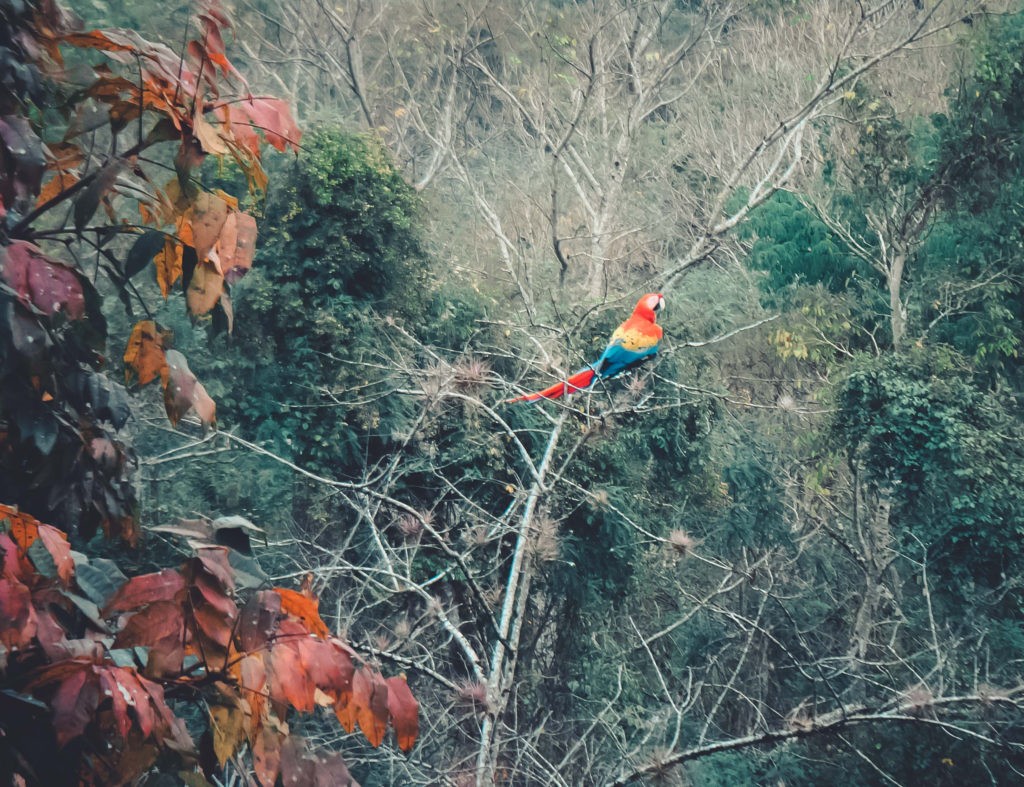 honduras-copan-papagei