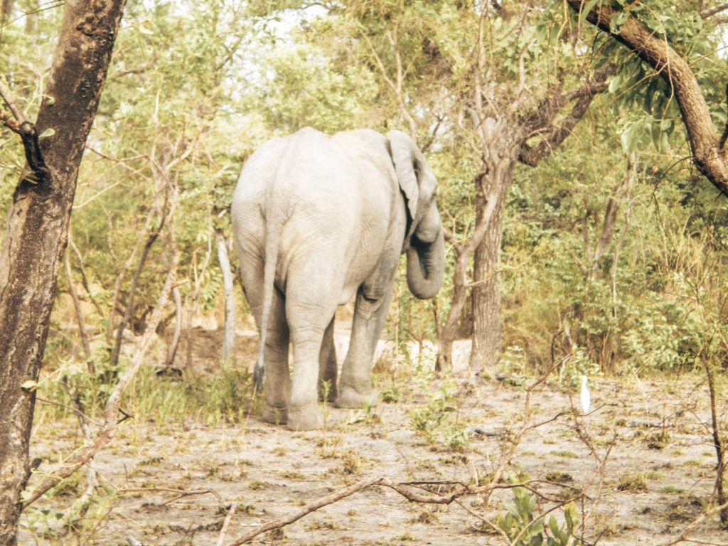 elefant-mole-nationalpark