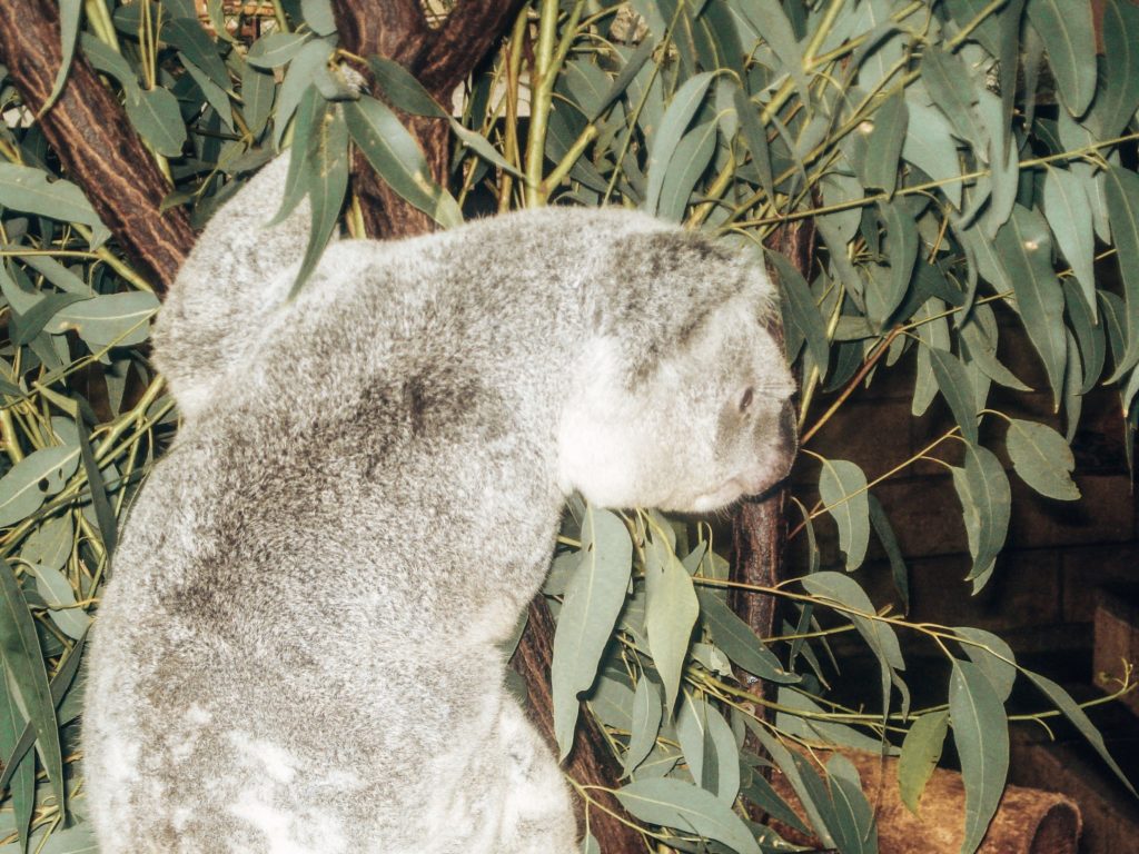 koala-sanctuary-brisbane