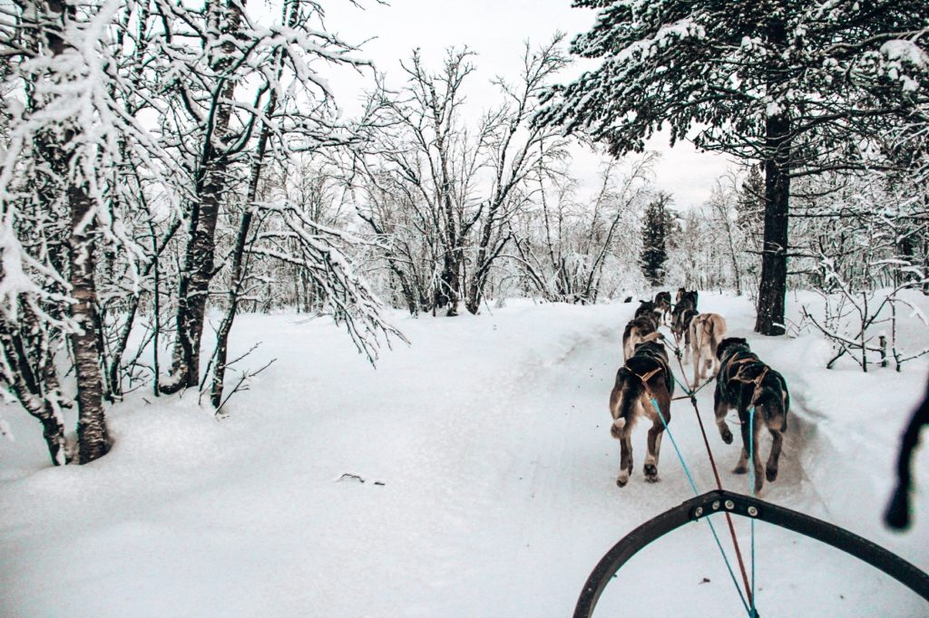 schlittenhunde-lappland